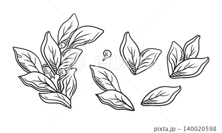 Set of engraving vintage laurel leaves elements vector illustration Set of engraving vintage laurel leaves elements vector illustration 140020598