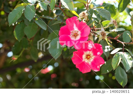 花壇に咲く、美し薔薇の花 花壇に咲く、美し薔薇の花 140020651