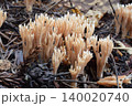 チャホウキタケ 140020740
