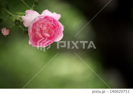 公園に咲く　一凛の綺麗な薔薇の花 140020751