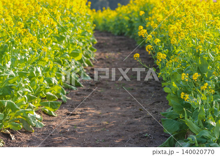 都市農業センターの菜の花畑の中を通る小道を捉えた春の風景写真 都市農業センターの菜の花畑の中を通る小道を捉えた春の風景写真 140020770