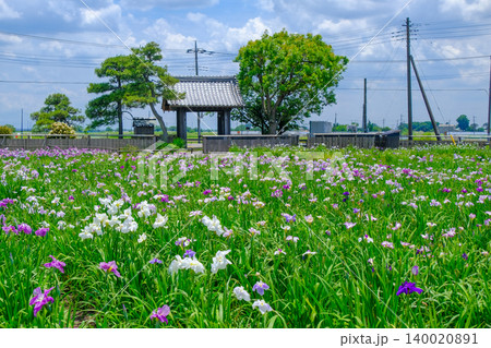 花菖蒲のある風景 140020891