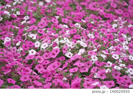 ペチュニアの花壇 ペチュニアの花壇 140020950