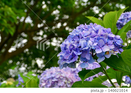 木漏れ日と紫陽花の写真 140021014