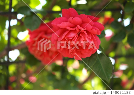 バラ園に咲く　赤い春の薔薇の花 140021188