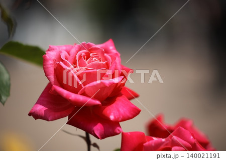 バラ園に咲く　赤い春の薔薇の花 140021191