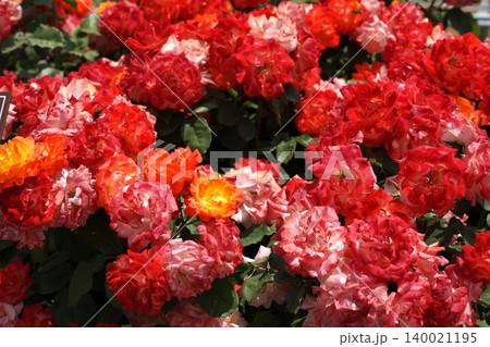 バラ園に咲く 赤い春の薔薇の花 バラ園に咲く 赤い春の薔薇の花 140021195