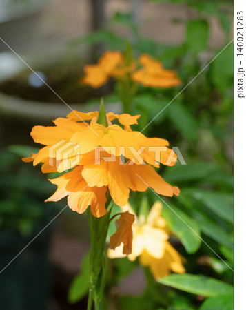 クロサンドラの花 クロサンドラの花 140021283