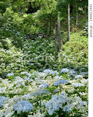 斜面に咲き乱れる色とりどりの紫陽花〈可睡ゆりの園/静岡県袋井市〉 斜面に咲き乱れる色とりどりの紫陽花〈可睡ゆりの園/静岡県袋井市〉 140021441