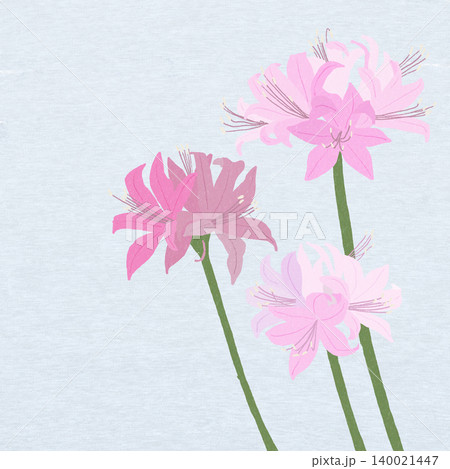 手描きの花のイラスト ネリネ 手描きの花のイラスト ネリネ 140021447