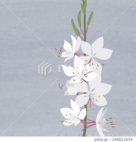 手描きの花のイラスト　ガウラ 140021654