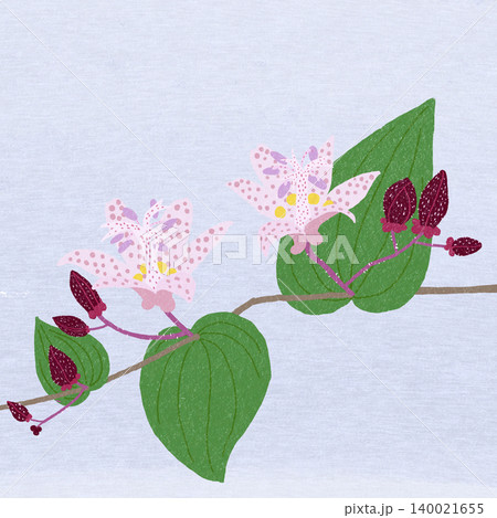 手描きの花のイラスト　ホトトギス 140021655
