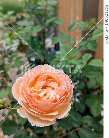 ジュード・ジ・オブスキュア　花を咲かせる 140021855