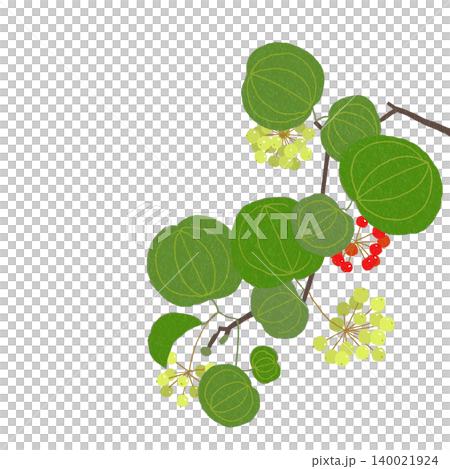 Hand-drawn flower illustration: Smilax 140021924