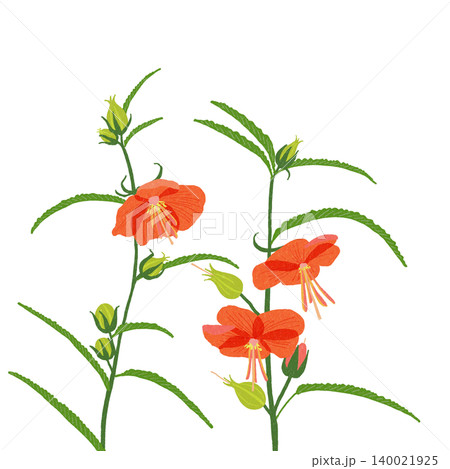 手描きの花のイラスト ゴジカ 手描きの花のイラスト ゴジカ 140021925
