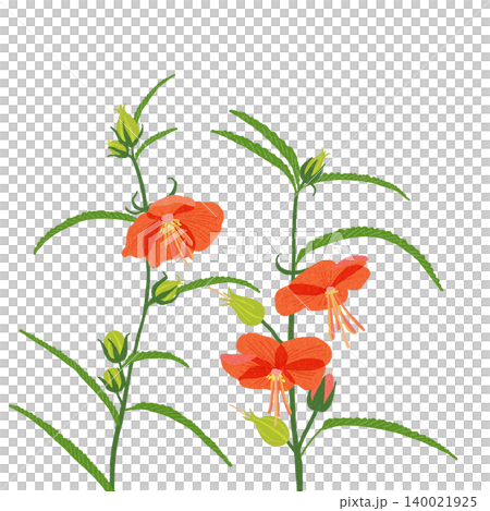 手描きの花のイラスト ゴジカ 手描きの花のイラスト ゴジカ 140021925