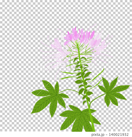 手繪花卉插圖:醉蝶花 手繪花卉插圖:醉蝶花 140021932