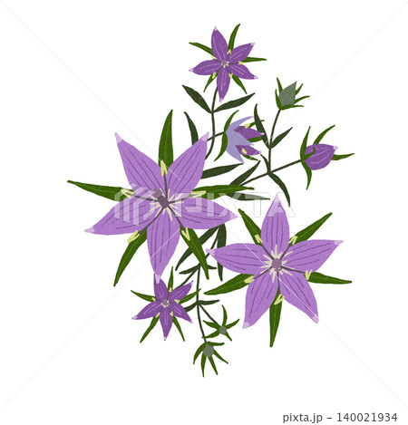 手描きの花のイラスト イブニングスター 手描きの花のイラスト イブニングスター 140021934
