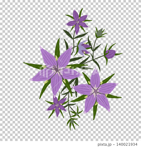 手描きの花のイラスト イブニングスター 手描きの花のイラスト イブニングスター 140021934