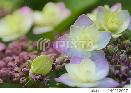 可愛い額紫陽花 140022067