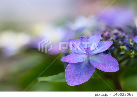 綺麗な額紫陽花 綺麗な額紫陽花 140022068