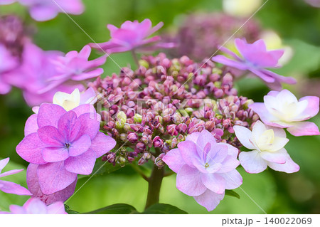 薄紫色のガクアジサイの花 140022069