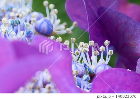 可愛い紫陽花の蕊 140022070