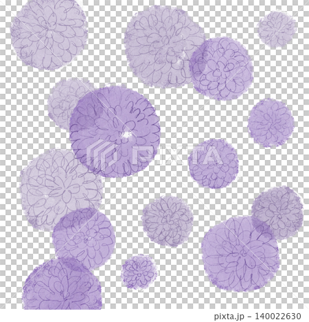 手繪花卉插圖：孔雀紫菀 140022630