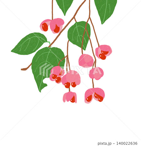 手描きの花のイラスト マユミ 手描きの花のイラスト マユミ 140022636
