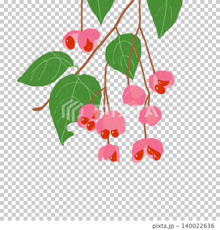 手描きの花のイラスト マユミ 手描きの花のイラスト マユミ 140022636