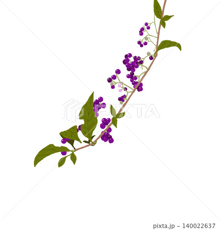 手描きの花のイラスト ムラサキシキブ 手描きの花のイラスト ムラサキシキブ 140022637