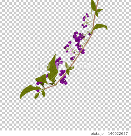 手描きの花のイラスト ムラサキシキブ 手描きの花のイラスト ムラサキシキブ 140022637
