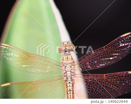 Dragonfly macro insect wing nature closeup detail wildlife vibrant dragonfly resting leaf with transparent wing and colorful Dragonfly macro insect wing nature closeup detail wildlife vibrant dragonfly resting leaf with transparent wing and colorful 140022649