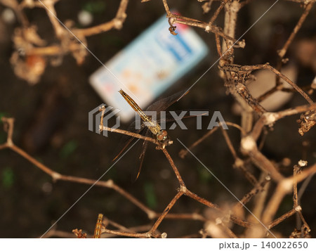 Dragonfly insect macro branch dry nature closeup perched on twig with delicate wings, warm light, background blur in garden Dragonfly insect macro branch dry nature closeup perched on twig with delicate wings, warm light, background blur in garden 140022650