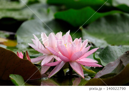 北海道安平町、雨露の滴る姿が美しいセイヨウスイレン【7月】 北海道安平町、雨露の滴る姿が美しいセイヨウスイレン【7月】 140022790