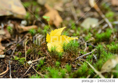 苔むす森に舞い落ちた黄色い落ち葉 秋の自然風景 苔むす森に舞い落ちた黄色い落ち葉 秋の自然風景 140022838