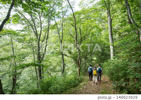 ブナ林の登山道を進むハイカー 夏の自然散策 140023029