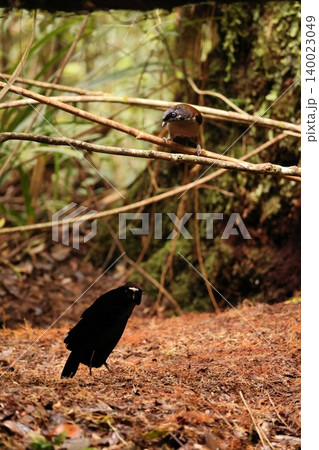 カンザシフウチョウ カンザシフウチョウ 140023049