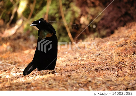 カンザシフウチョウ カンザシフウチョウ 140023082