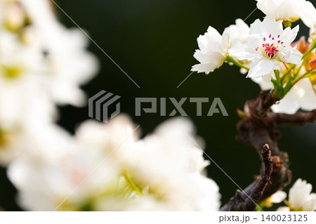 白い花が彩る春の庭園風景 140023125