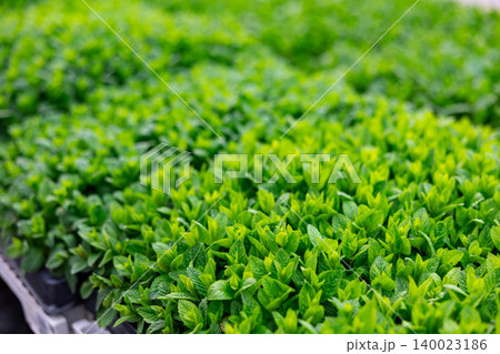 Planted fresh peppermint growing in greenhouse 140023186