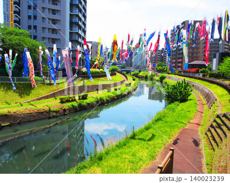 「川口芝川鯉のぼり祭り2026」のこいのぼりと青空の美しい風景 「川口芝川鯉のぼり祭り2026」のこいのぼりと青空の美しい風景 140023239