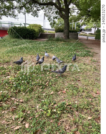 公園で休憩する鳩 140023270