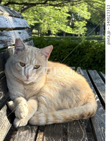 木漏れ日の差す公園のベンチで寛ぐ可愛い猫の朝の風景 木漏れ日の差す公園のベンチで寛ぐ可愛い猫の朝の風景 140023313