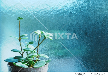 窓辺の観葉植物と鉢　ナチュラルインテリアの背景素材 140023323