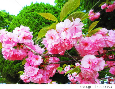ピンク色の八重桜の花の満開の風景(2026年撮影) ピンク色の八重桜の花の満開の風景(2026年撮影) 140023493