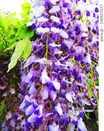 藤棚に咲いている満開のフジの花の風景(2026年撮影) 藤棚に咲いている満開のフジの花の風景(2026年撮影) 140023527