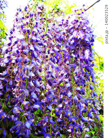 藤棚に咲いている満開のフジの花の風景(2026年撮影) 藤棚に咲いている満開のフジの花の風景(2026年撮影) 140023529