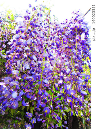藤棚に咲いている満開のフジの花の風景(2026年撮影) 藤棚に咲いている満開のフジの花の風景(2026年撮影) 140023531