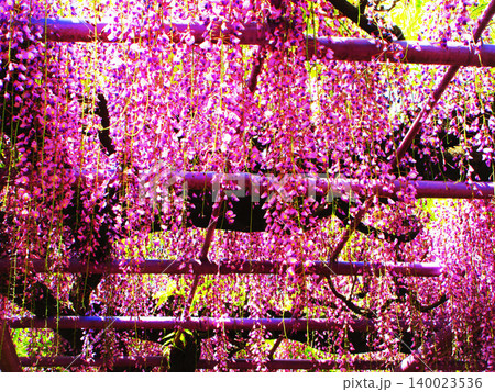 藤棚に咲いている満開のフジの花の風景（2026年撮影） 140023536
